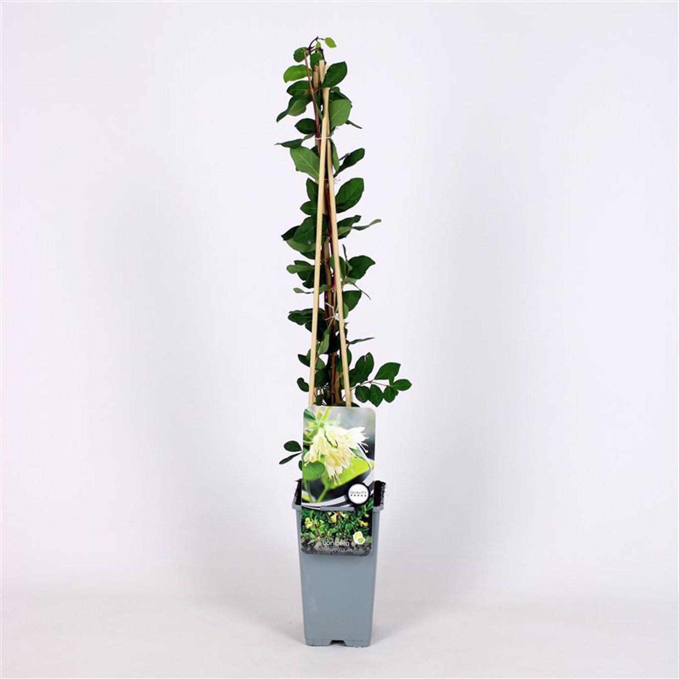 Lonicera caerulea 'Duet' - C2 70/+ CM